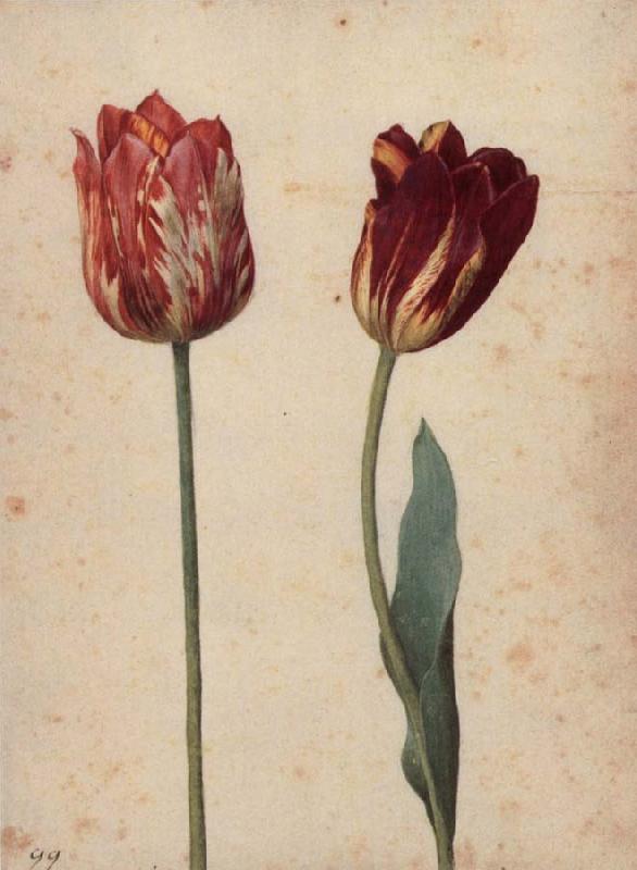 Georg Flegel Two Tulips